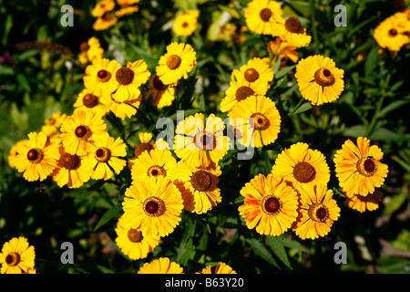 Helenium (Helenium autumnale), varietà: Baronin Linden, fiori Foto Stock