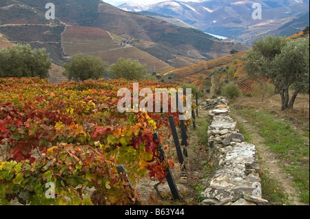 Il Portogallo, Valle del Douro in autunno Foto Stock