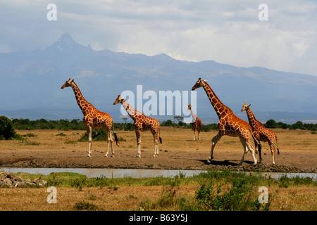 Le giraffe intorno waterhole con il monte Kenya in background Foto Stock