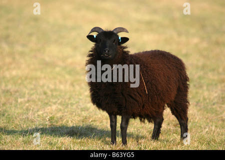 Delle Ebridi pascolo di ovini nottinghamshire wildlife trust reserve Foto Stock