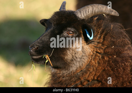 Delle Ebridi pascolo di ovini nottinghamshire wildlife trust reserve Foto Stock