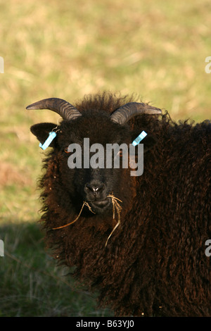 Delle Ebridi pascolo di ovini nottinghamshire wildlife trust reserve Foto Stock