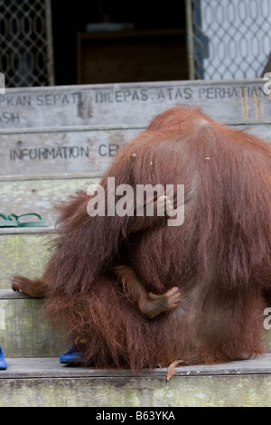 Il Toddler orangutan [Pongo pygmaeus] appesa alla sua madre nel Camp Leakey Tanjung messa NP Borneo Foto Stock