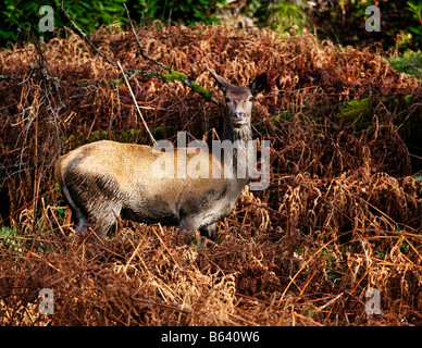 Red Deer Hind in piedi in un intrico di appassiti Bracken fronde Foto Stock