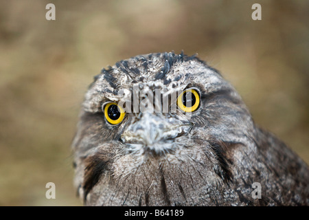 Australia, vicino a Sydney. Featherdale Wildlife Park. Bruno Frogmouth ( Podargus Strigoides ) Foto Stock