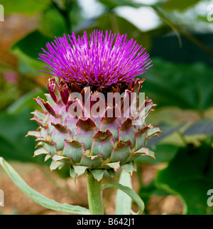 Onopordum acanthium Scotch Thistle Foto Stock