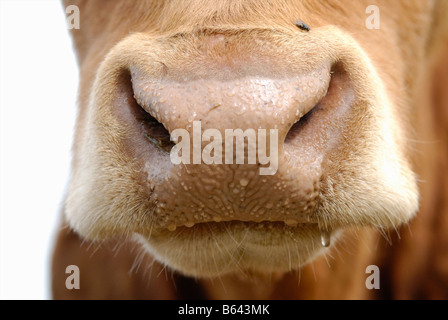 Molto bagnato il naso di una molto amichevole mucca Foto Stock