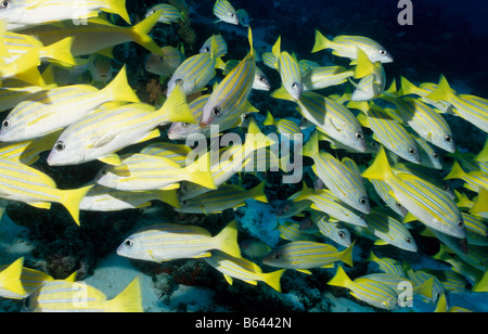 Più strisce blu lutiani. Famiglia: Lutjanidae. Lutjanus Kasmira. Vita sottomarina in oceano le Maldive. Foto Stock