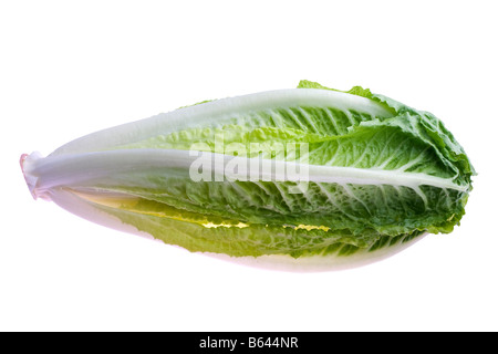 Lattuga romana isolati su sfondo bianco Foto Stock