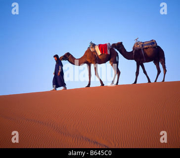 Berber uomo porta cammelli deserto del Sahara, Marocco Foto Stock