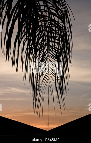 Stagliano palm frond contro la sera tardi il cielo sopra la parte superiore del tetto Foto Stock