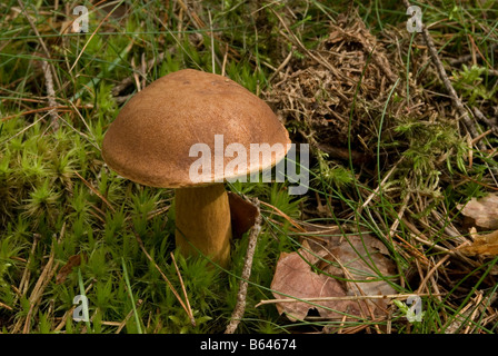 Pelle scamosciata Bolete Foto Stock