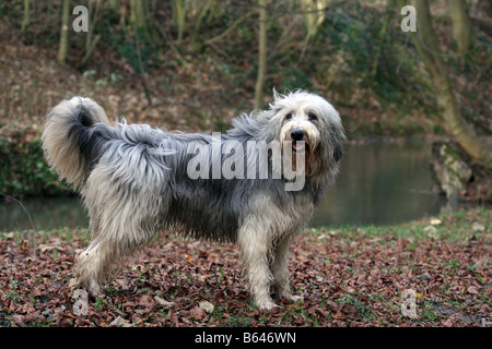 Adulto barbuto collie cane, maschio, cercando avviso in Hubbards colline, Louth, Lincolnshire, Inghilterra in foglie di autunno nei pressi di rive Foto Stock