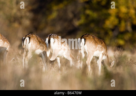 Allevamento di daini in movimento attraverso erba lunga Foto Stock