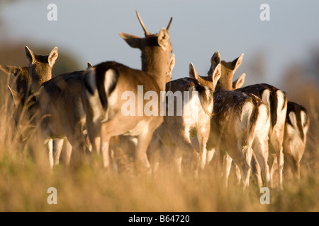 Allevamento di daini in movimento attraverso erba lunga Foto Stock