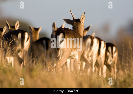 Allevamento di daini in movimento attraverso erba lunga Foto Stock