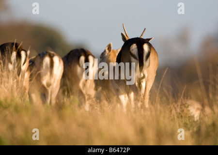 Allevamento di daini in movimento attraverso erba lunga Foto Stock