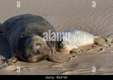 Guarnizione grigio e pup sulla spiaggia sabbiosa, Norfolk Foto Stock