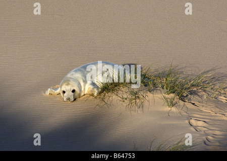 Guarnizione grigio pup sulla spiaggia sabbiosa, Norfolk Foto Stock