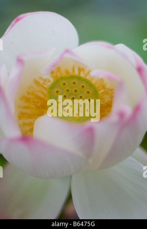 Fiore di loto Nelumbo nucifera Foto Stock