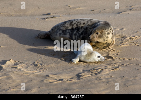 Guarnizione grigio e pup sulla spiaggia sabbiosa, Norfolk Foto Stock