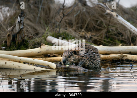 Finlandia, Kuikka lago, vicino a Kuhmo. Castoro europeo (Castor fiber). Foto Stock