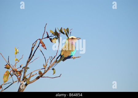 Lilla-breasted seduta del rullo in un albero, Africa Foto Stock