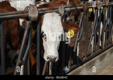 Questi anni di vacche da latte sono un modo 3 croce di Holstien Montbeliarde e rosso svedese Foto Stock