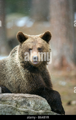 Finlandia, Ruhtinansalmi, vicino Suomussalmi, Centro faunistico Martinselkonen Erakeskus. Orso bruno. Ursus arctos. Foto Stock