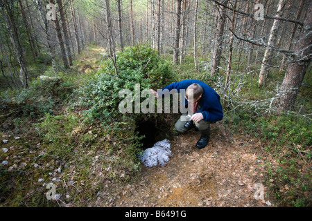 Finlandia, Kuikka lago, vicino a Kuhmo. Arcticmedia. Centro per il turismo, l'orso bruno (Ursus arctos). La posizione di sospensione. Foto Stock