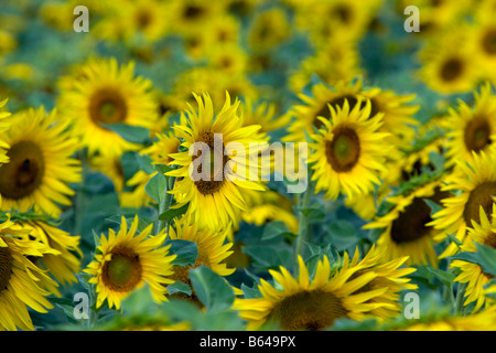 Francia, vicino a Beaune, Borgogna, campo di girasoli. Foto Stock