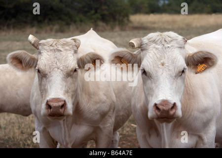 Francia, vicino a Beaune, Borgogna, carne di vacche. Foto Stock