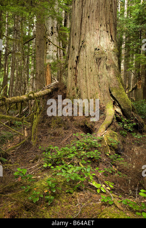 Western red cedar Thuja plicata circondato da Western Hemlock Tsuga heterophylla Isola di Vancouver in Canada Foto Stock