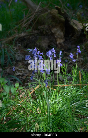 Un intrico di bosco inglese Bluebells sotto la luce diretta del sole Foto Stock