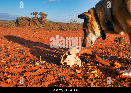 Cane sniffs presso un vecchio pecore cranio Foto Stock