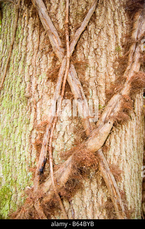 Poison Ivy vigne attaccato a un albero trunck Foto Stock