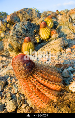 Testa di papi turchi tappo canna Cactus San Giovanni USVI Foto Stock