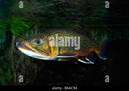 Trota di fiume Salvelinus fontinalis captive Foto Stock