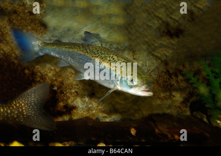 Salmone atlantico Salmo salar captive Foto Stock