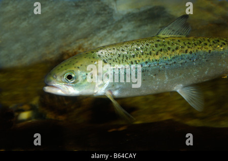 Salmone atlantico Salmo salar captive Foto Stock