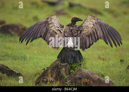 White-backed Vulture diffondere le sue ali Foto Stock