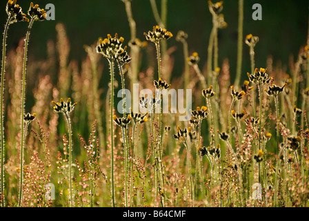 Fiori Selvatici Londonderry Vermont Foto Stock