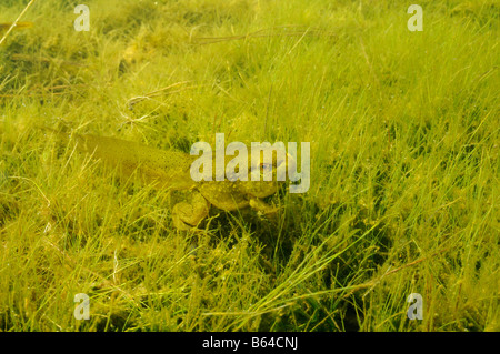 American bullfrog Rana catesbeiana Vermont Foto Stock