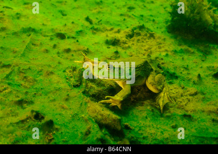 American bullfrog Rana catesbeiana Vermont Foto Stock