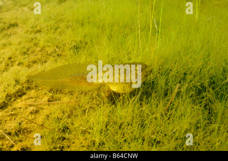 American bullfrog Rana catesbeiana Vermont Foto Stock