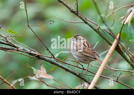 Bianco-throated Sparrow Zonotrichia albicollis Foto Stock