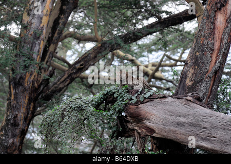 Leopard Panthera pardus giacente seduto appoggiato in un caduto giallo acacia Lake Nakuru national park kenya africa Foto Stock