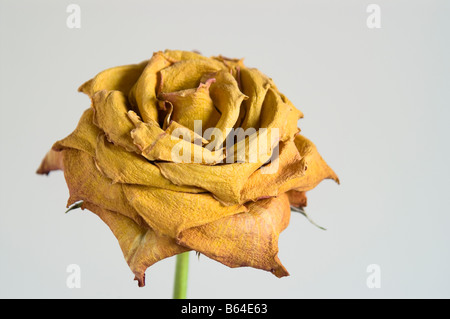 Unico essiccato rosa gialla contro sfondo semplice Foto Stock