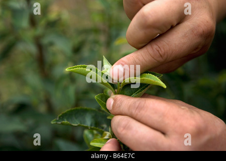 Cina Anhui, Hefei, Campagna. Pianta del tè. Chiudere le foglie. Foto Stock