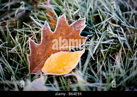 Autunno cadono le foglie coperto di brina Foto Stock